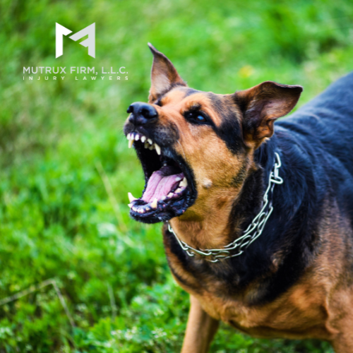 St Louis Dog Bite Injury Attorney