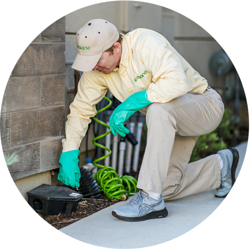 Organic Pest Control Services by Malang Pest Control: The Care and Love We Bring