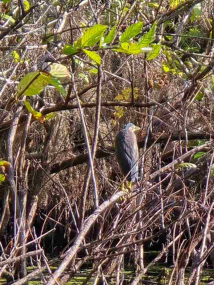 Can I See Rare Birds on a Swamp Tour?