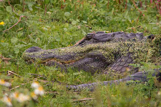 Do Alligators Lay Eggs in Nests or Underwater?