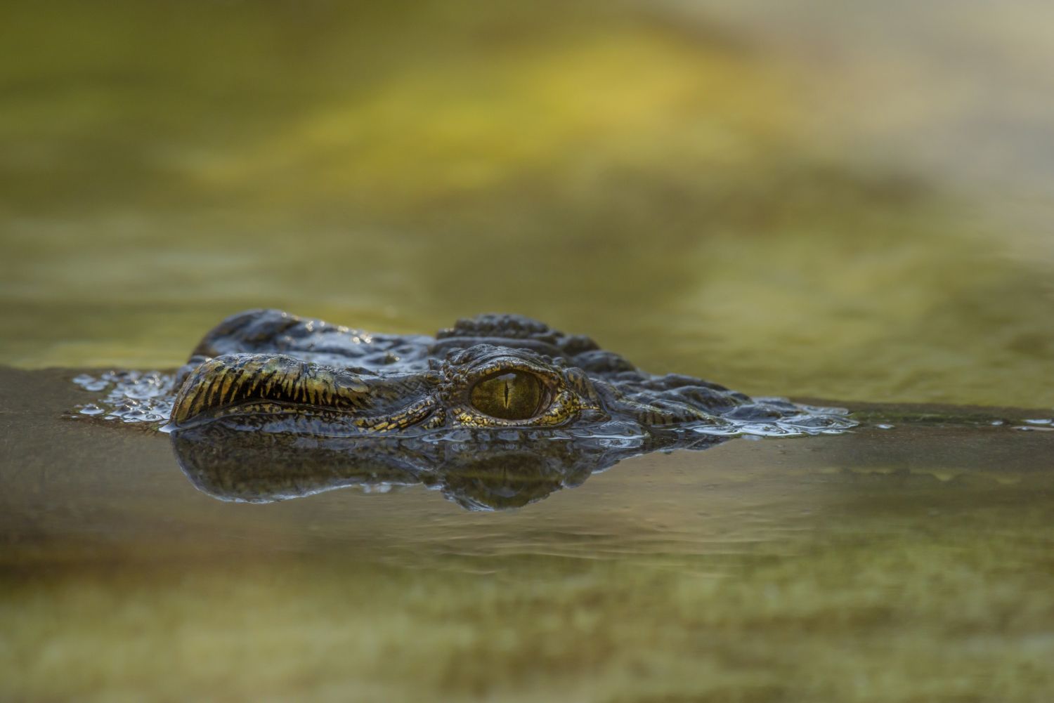 Where Does the American Alligator Live: 3 Ways Habitat Protection Saved It