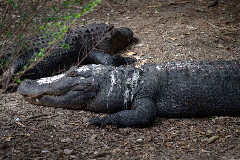 What is the Rarest Type of Alligator? 4 Remarkable Species