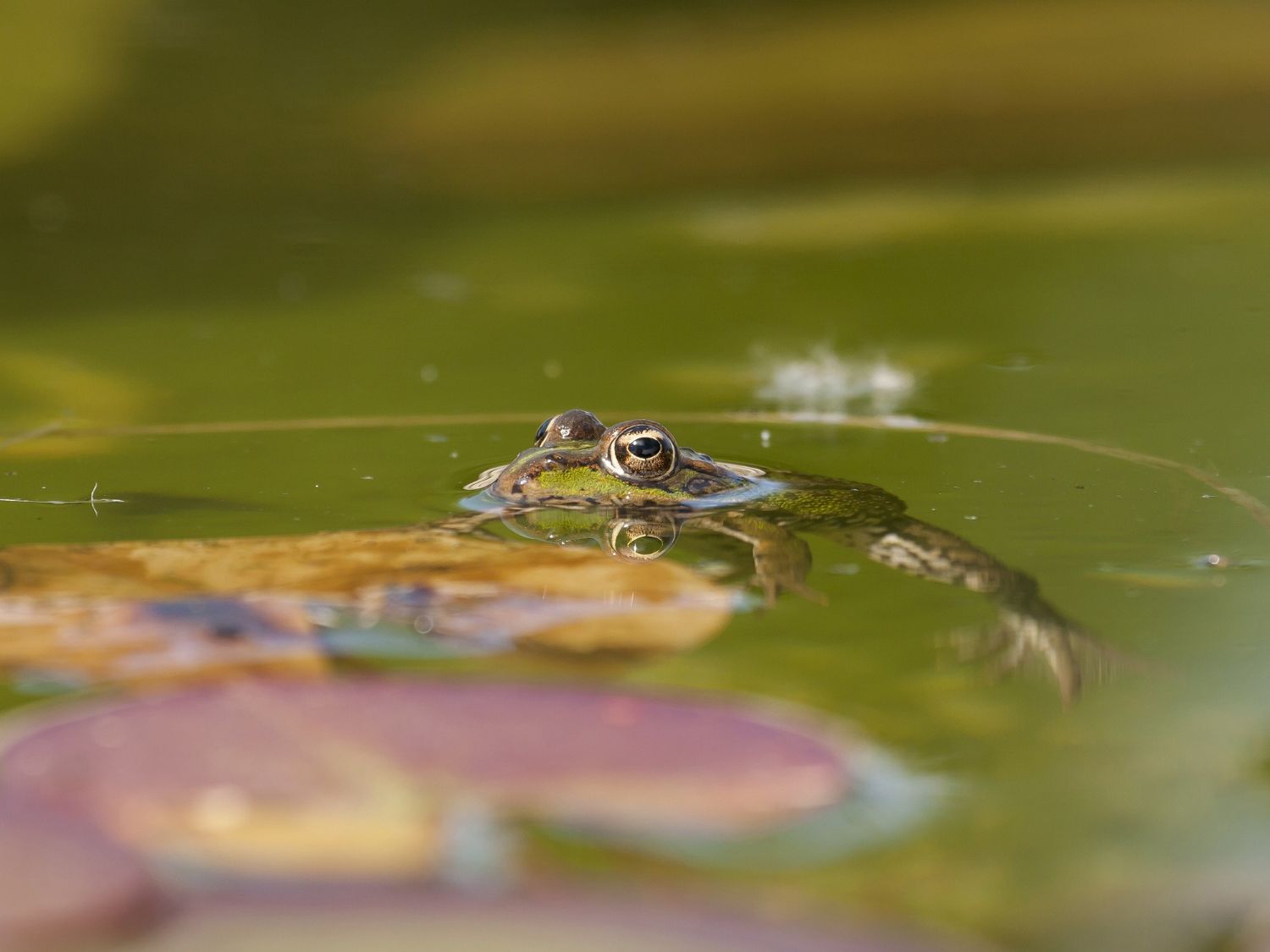 What is the Most Common Animal in a Swamp? Take A Closer Look