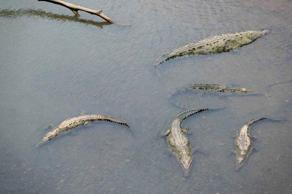 What Are the 3 Types of Alligators? Facts vs Fiction