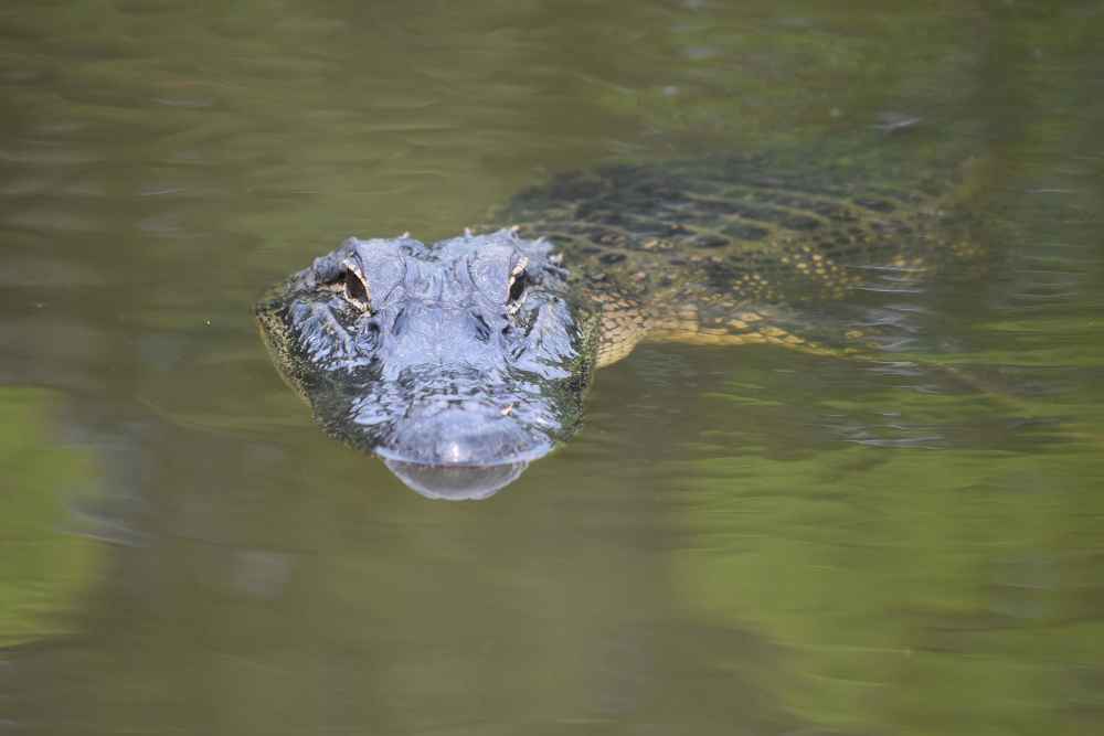 Is a Caiman a Crocodile or an Alligator? The Key Differences