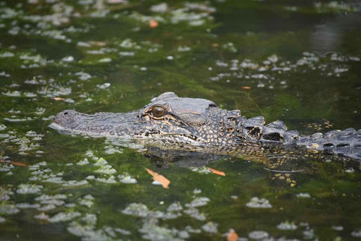 When Do Alligators Eat, Should Tourists Be Scared?