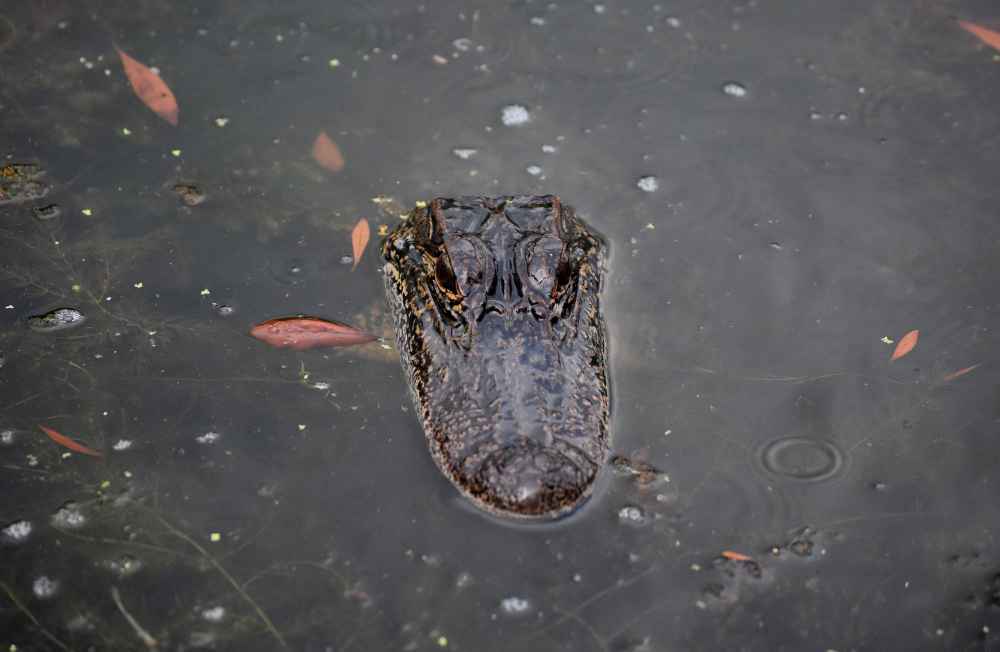 Where Do Alligators Go During the Winter: Surviving the Cold