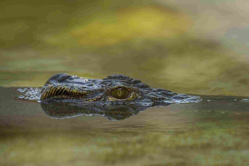 Is the Alligator a Reptile or Amphibian? Spot the Difference