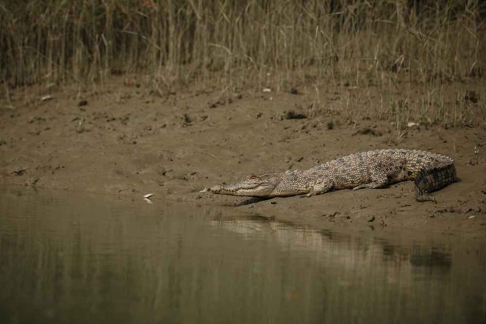 Can Alligators Be 20 Feet Long? Breaking Down the Myth
