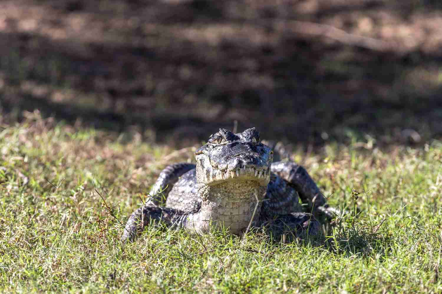 Nature Trivia: What are the 3 Types of Alligators?