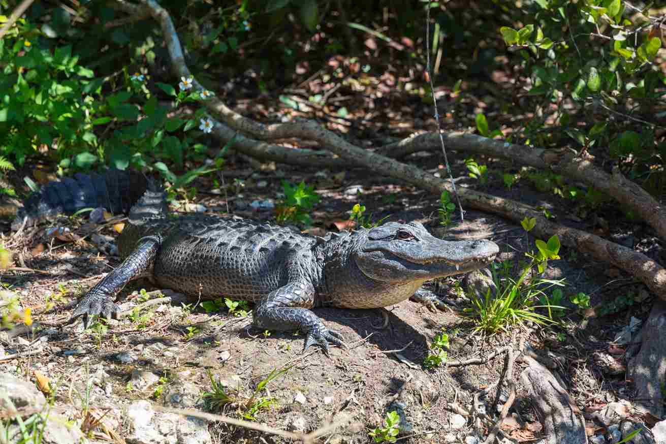Nature Information: How Big Do Florida Gators Get?