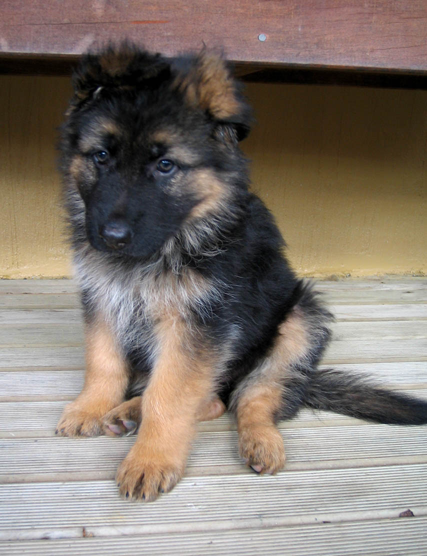 How to take care of a German shepherd dog?