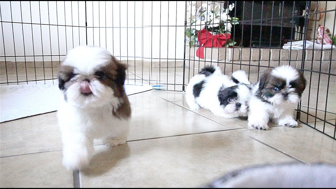 Human foods that Shih Tzu Puppies can eat