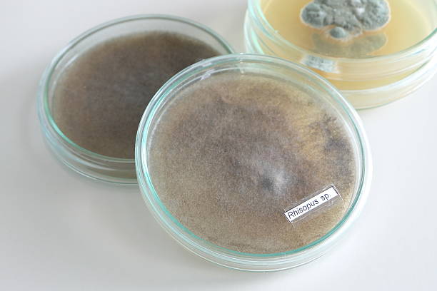 Amphoteric Surfactant Market Size, Competitive Landscape and Market Forecast 2023-2032
