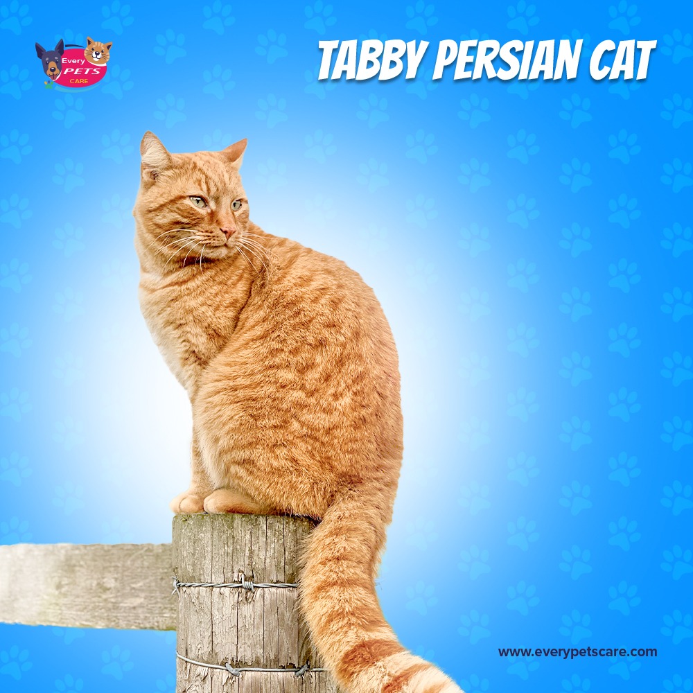The Ultimate Guide to Tabby Cat Size: how big does a tabby cat get?