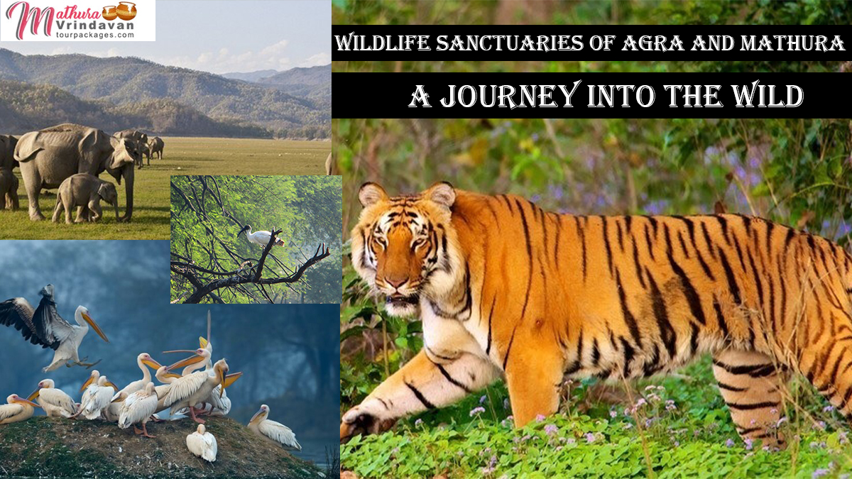 Wildlife Sanctuaries of Agra and Mathura: A Journey into the Wild