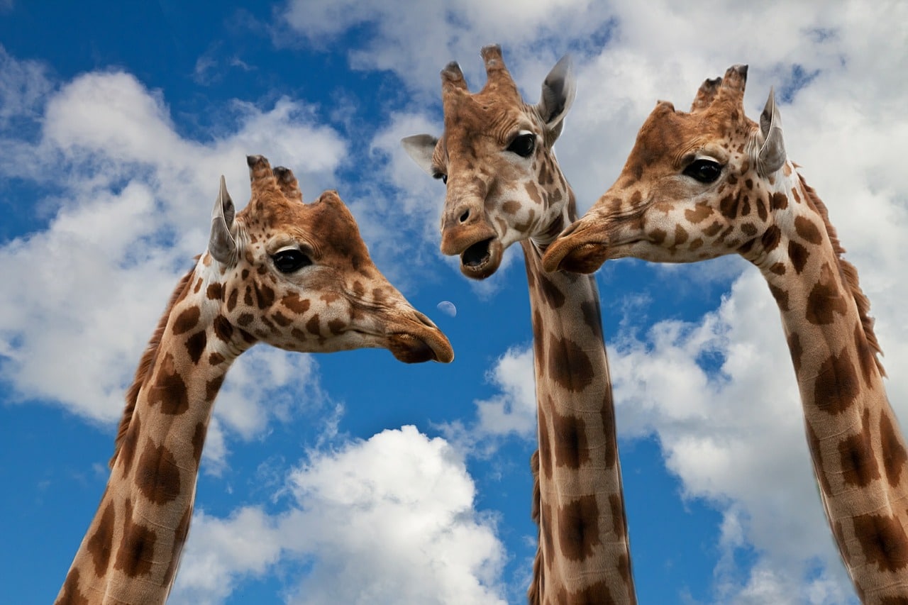 How Animals Communicate With Each Other: An Insight into the Fascinating World of Animal Communication
