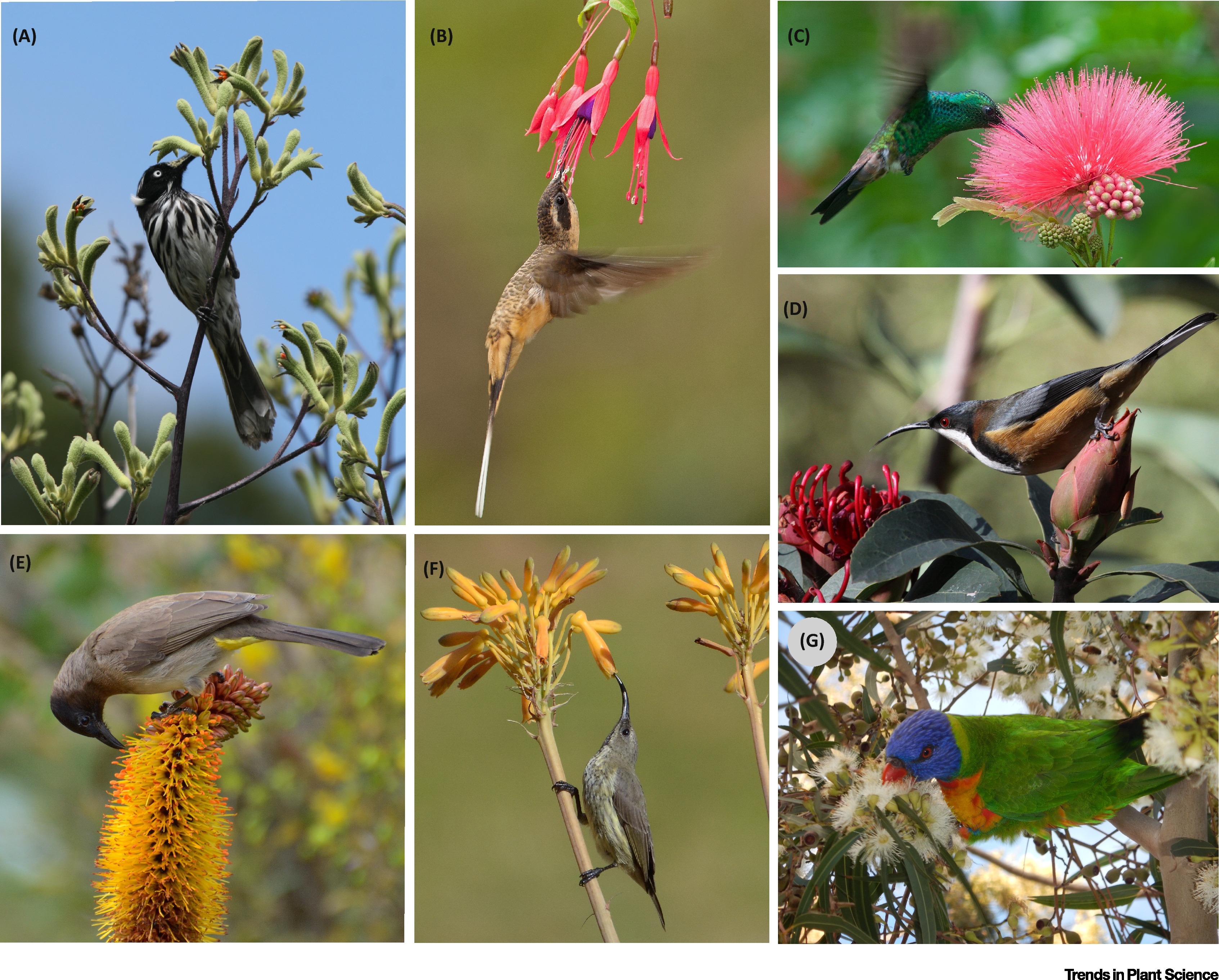 The Role of Birds in Pollination and Seed Dispersal