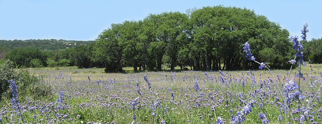 Texas Hill Country Hunting Properties | Recreation Properties