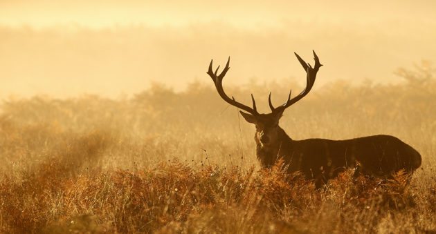 Texas Hunting Ranch for Sale 115 Acres | Kimble County, Texas