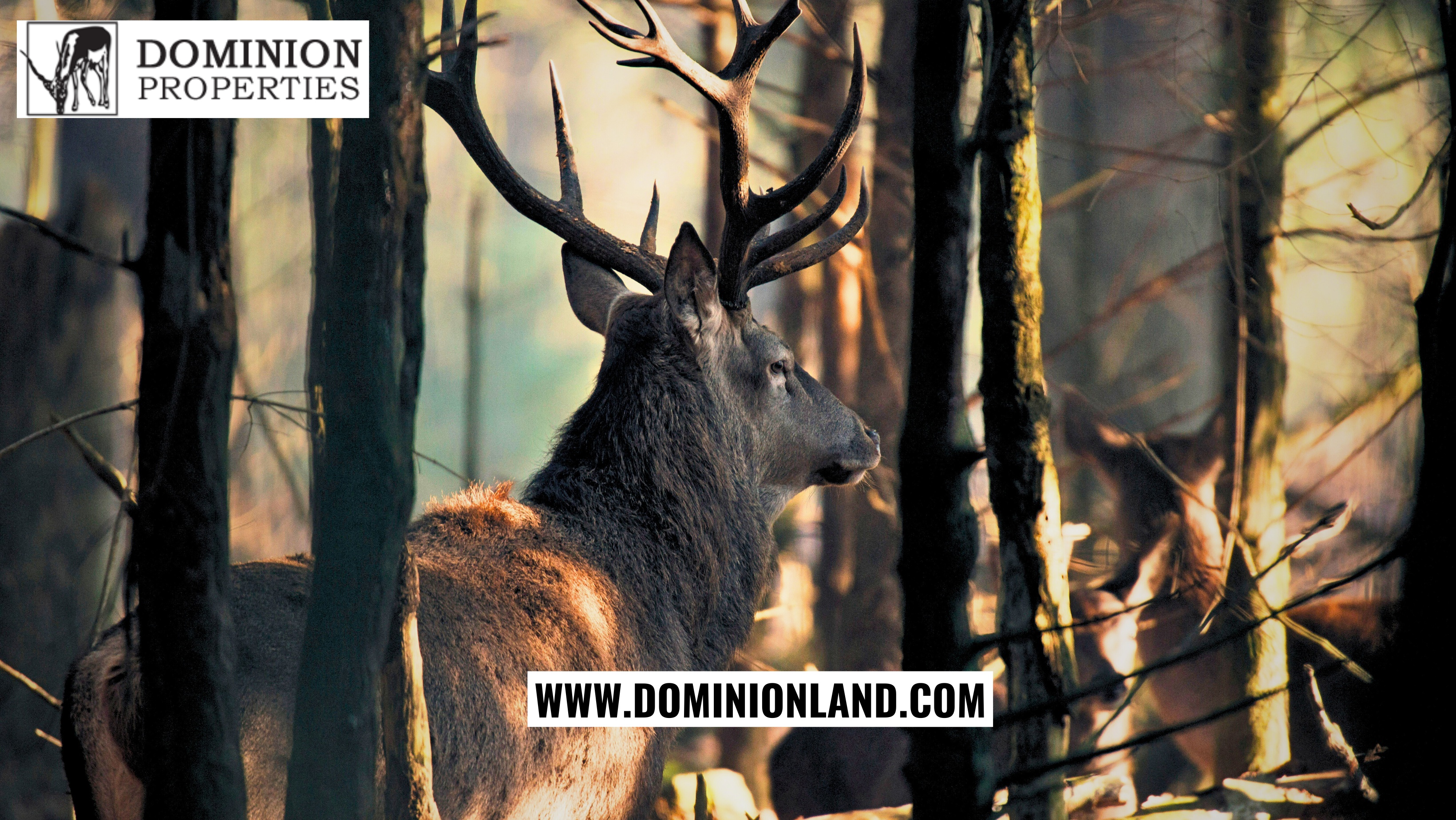 The Benefits of Hunting on Dominion Lands: Conservation and Sustainability