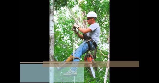 Tree Cutting In Decatur | Tree Removal Services