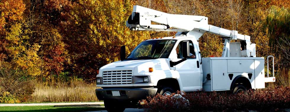 Tree Company In Snellville |  Tree Removal Services