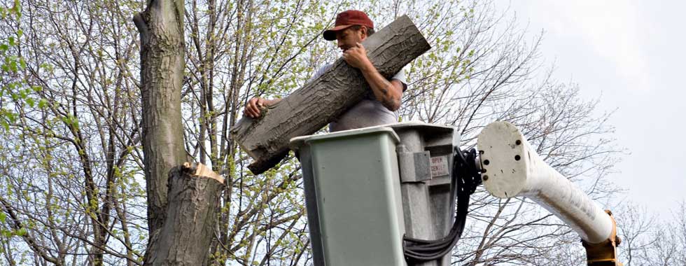 Tree Service In Decatur