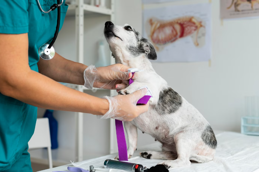 Understanding the Importance of Vet Second Opinions