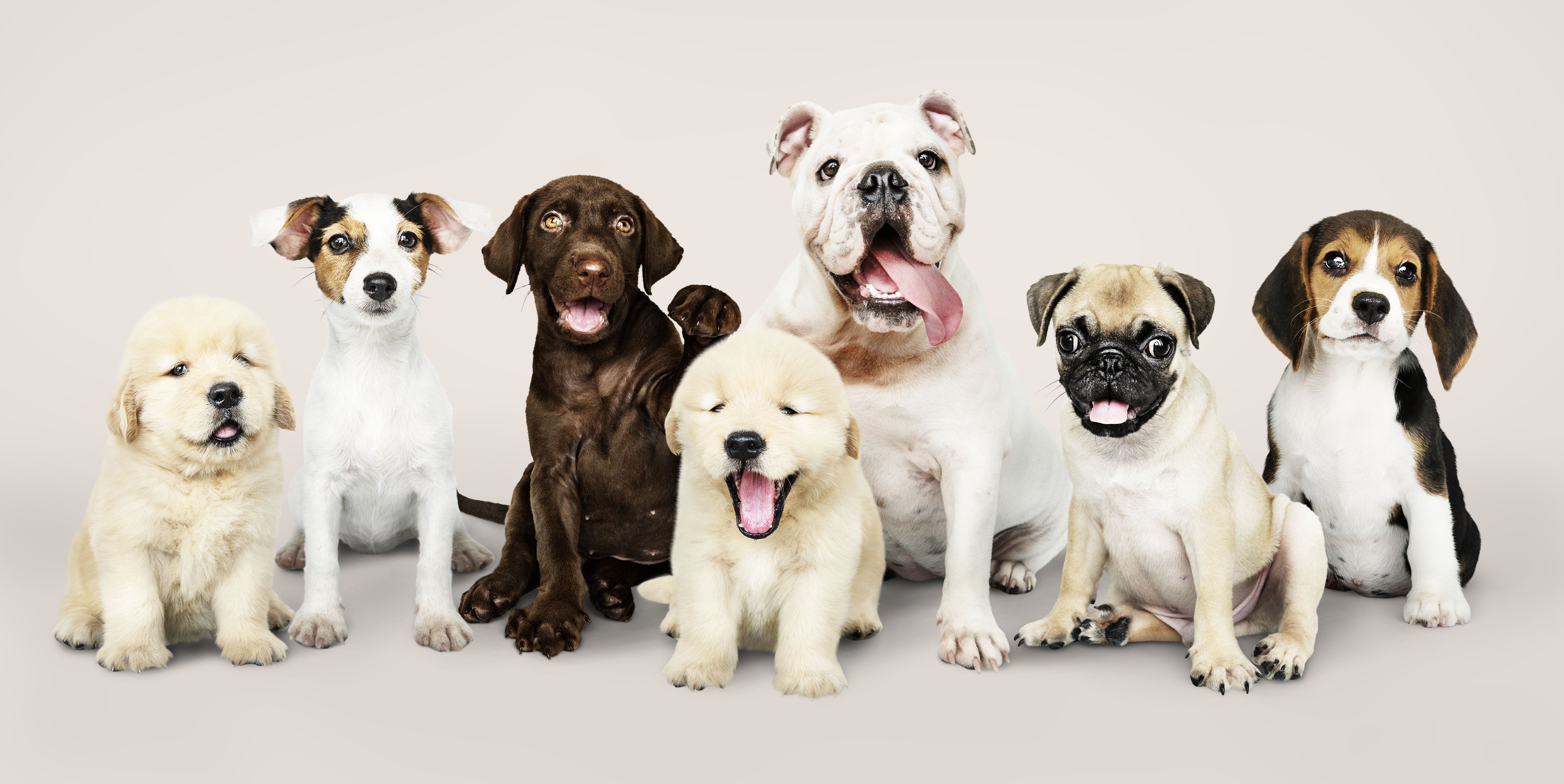 Is Your Dog at Risk for Obesity? New Warning Signs