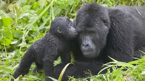 Unforgettable Africa Safari Tours and Holidays with Safari Seekers