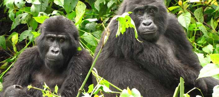 Uganda Gorilla Trekking: Your Ultimate Wildlife Encounter