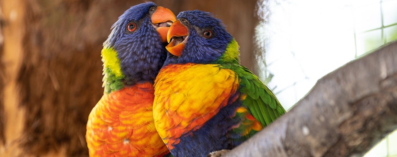 Avian Pet Care Singapore, Bird Veterinary Clinic Singapore