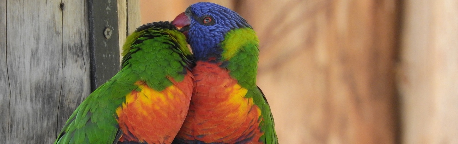 Exotic Pet Wellness clinic Singapore - Birdvet Singapore