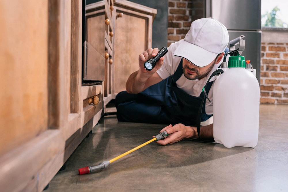 Unveiling The Secrets of Professional Pest Control Services