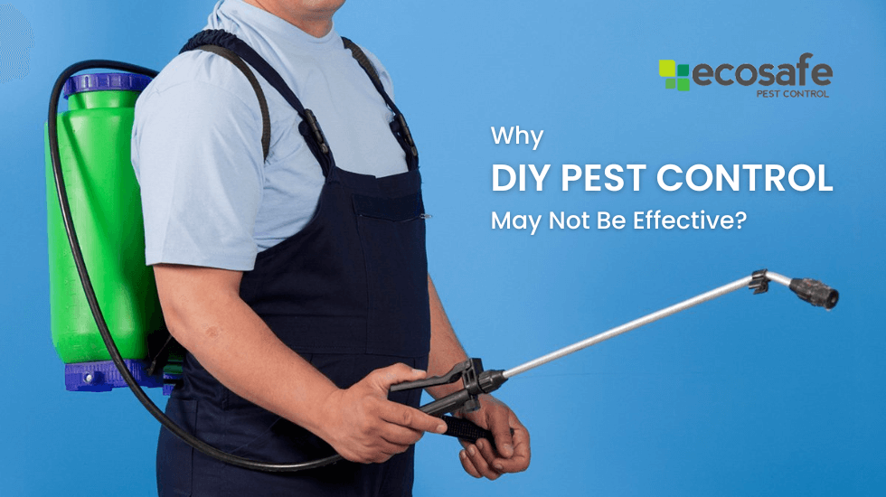 Why DIY Pest Control May Not Be Effective?