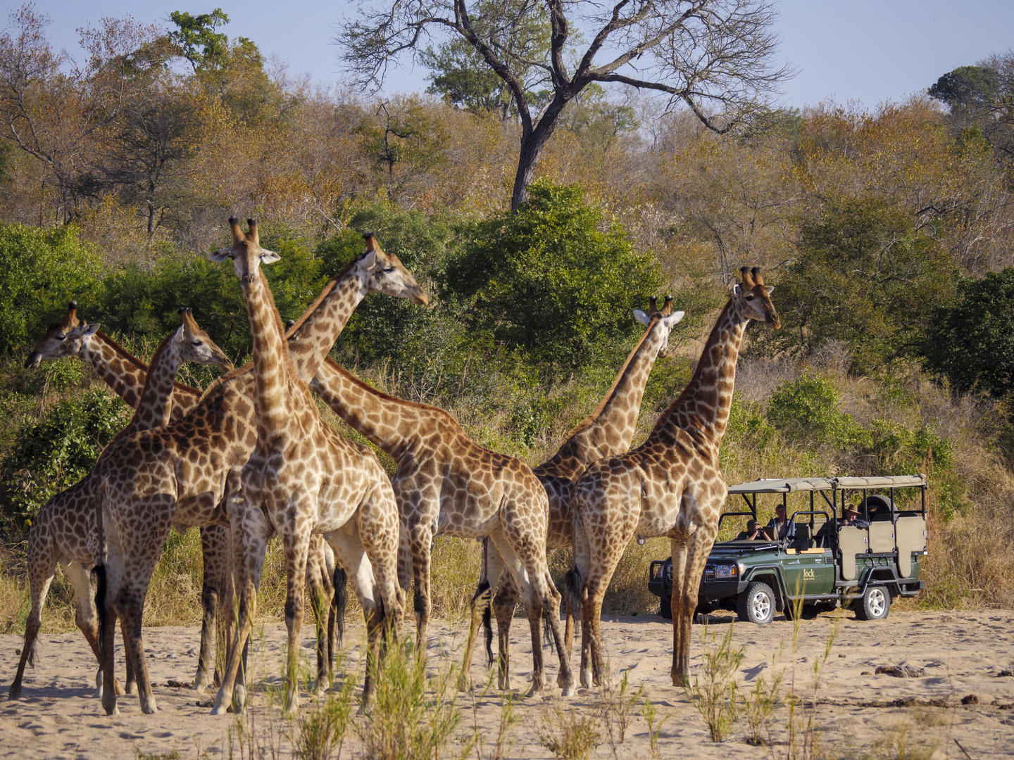 Kruger National Park Safari: What You Need to Know Beforehand