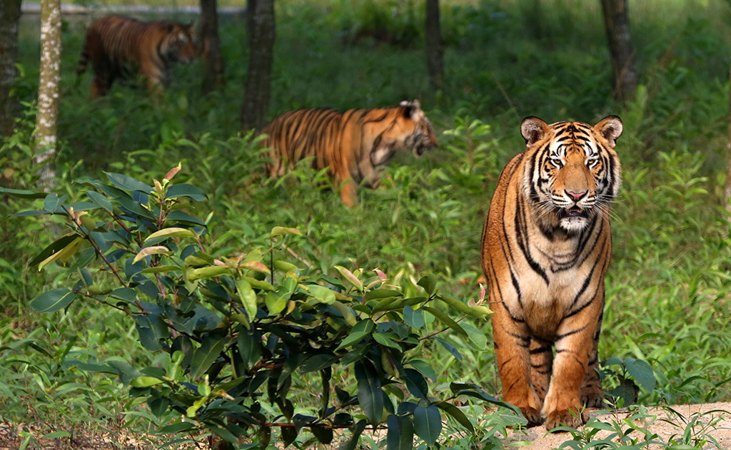 Tour Operators Sundarban