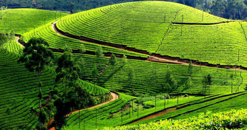 Travel Agent in Kerala