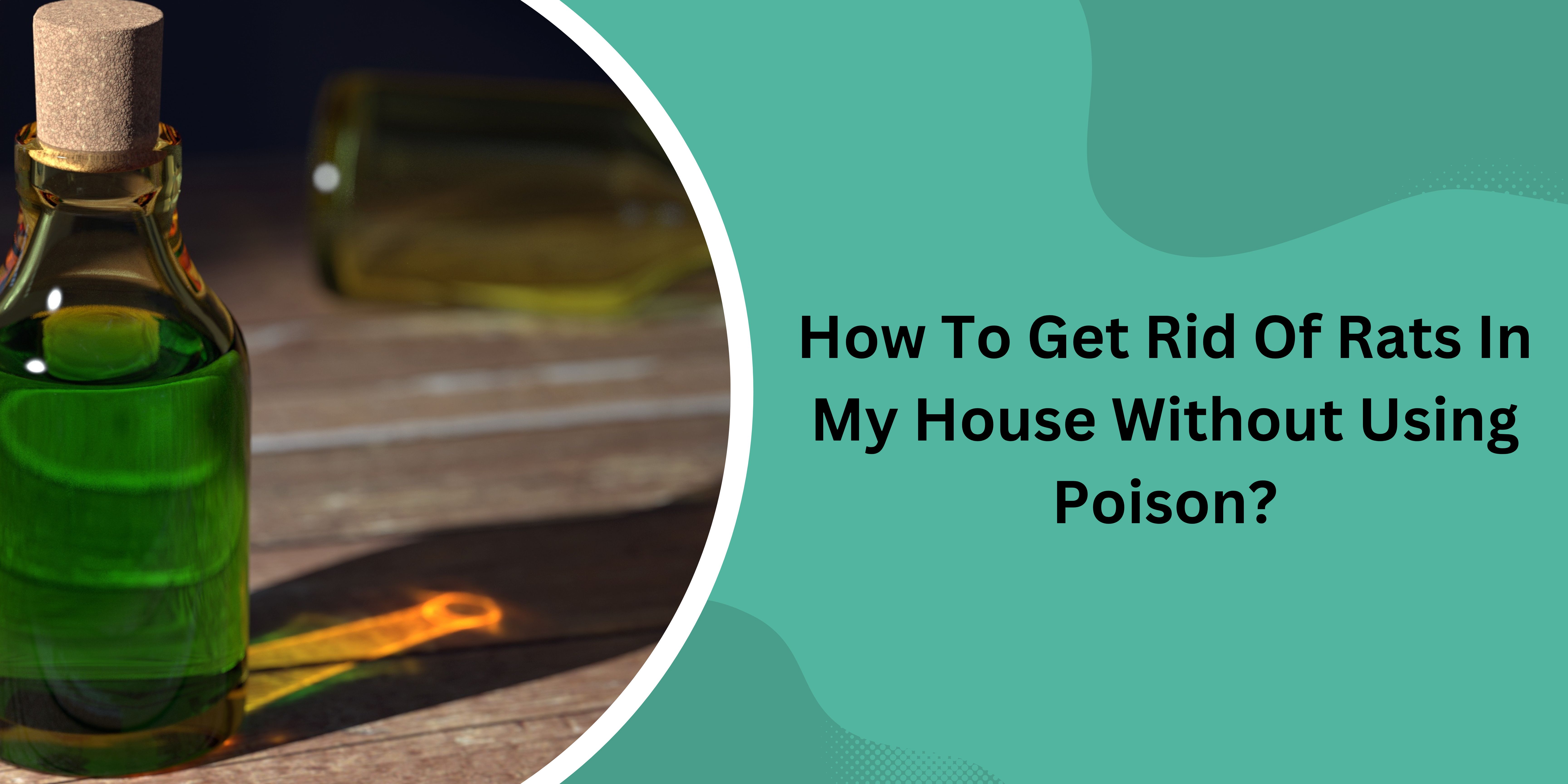 How To Get Rid Of Rats In My House Without Using Poison?