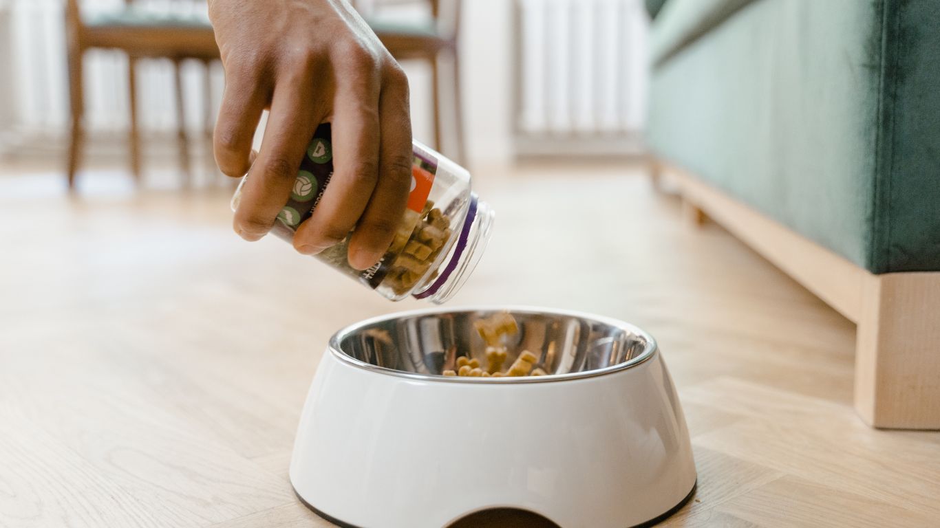 Is it Safe for Your Cat to Eat Dog Food? Here's What You Need to Know