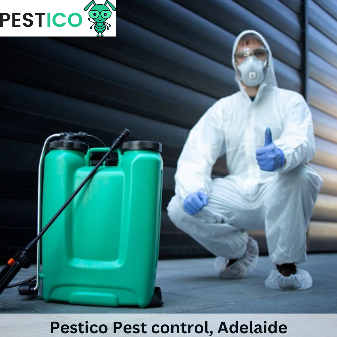 Protecting Your Property with Professional Bird Control Nesting Solutions in Adelaide