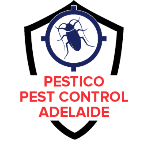 Safeguard Your Home with Professional Pest Control Services in Fullarton