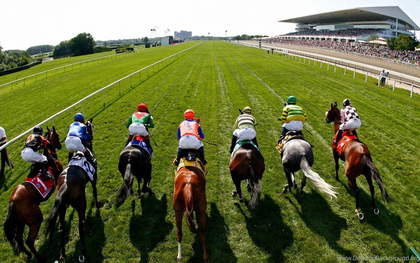 Winning Strides: A Guide To Race Horse Syndicates