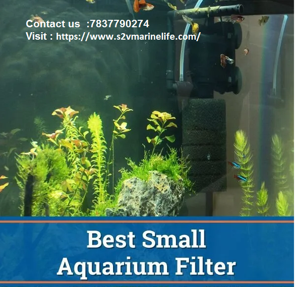 What's The Best Aquarium Filter For My Fish Tank?
