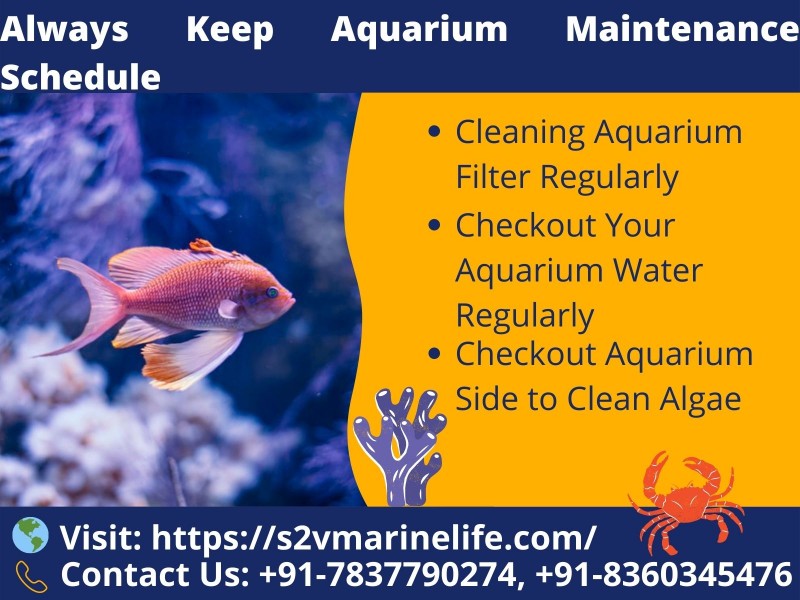 Make Fish Keeping a Great Hobby - Choose the Best Internal Aquarium