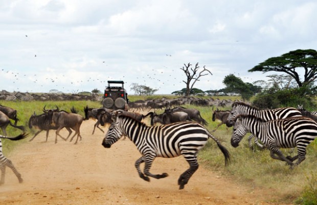 Tracking the Big Five: The Unparalleled Thrills of Exploring Tanzania's Best Safari Park with Msangai Adventure