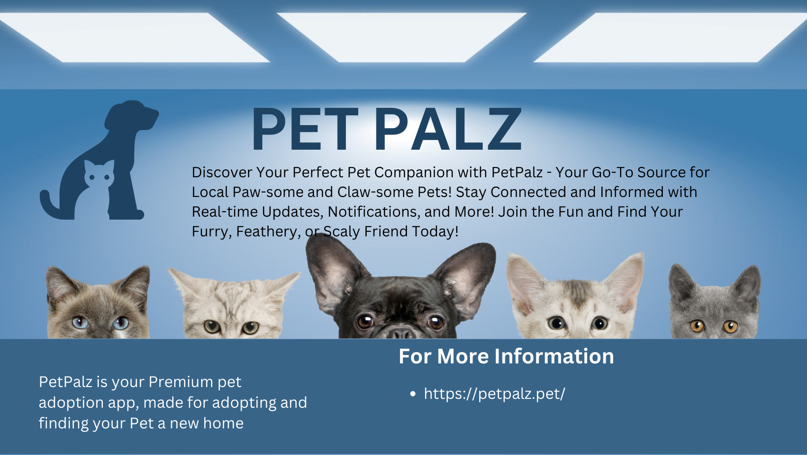 Top 8 Pet Adoption Organizations and Adoption process you need to Know