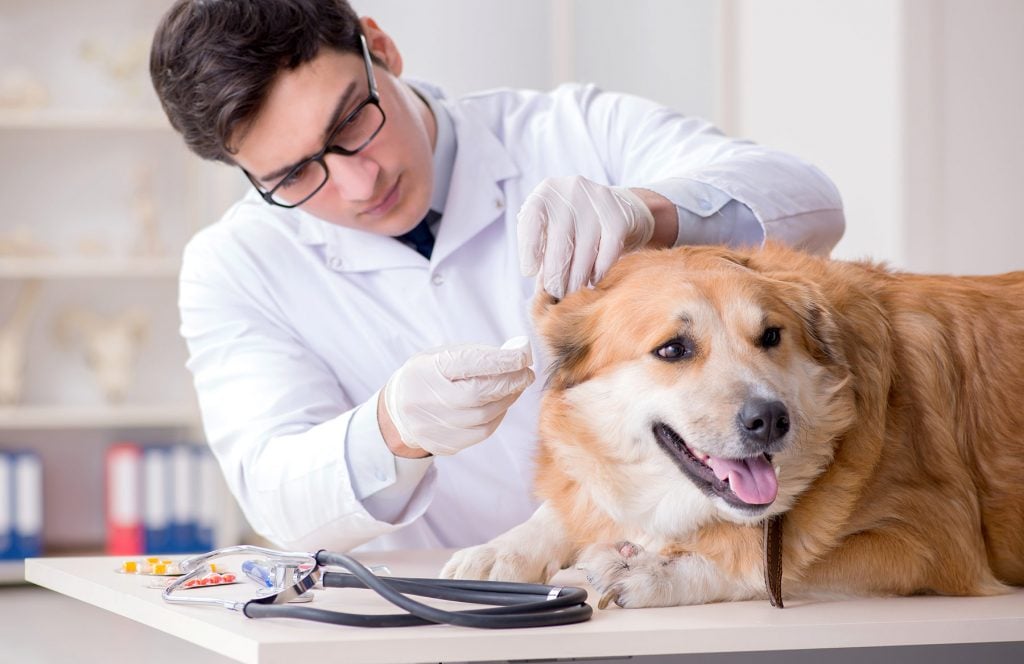 The Ultimate Guide to Choosing Pet Insurance: What You Need to Know
