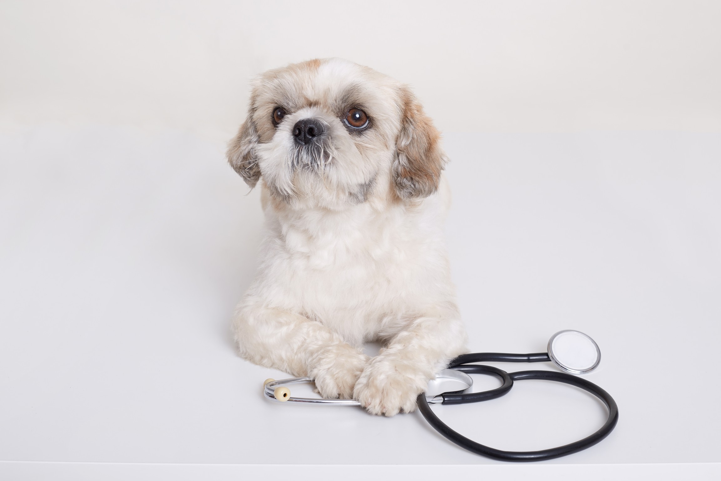  How Pet Insurance Relieves Financial Burden?